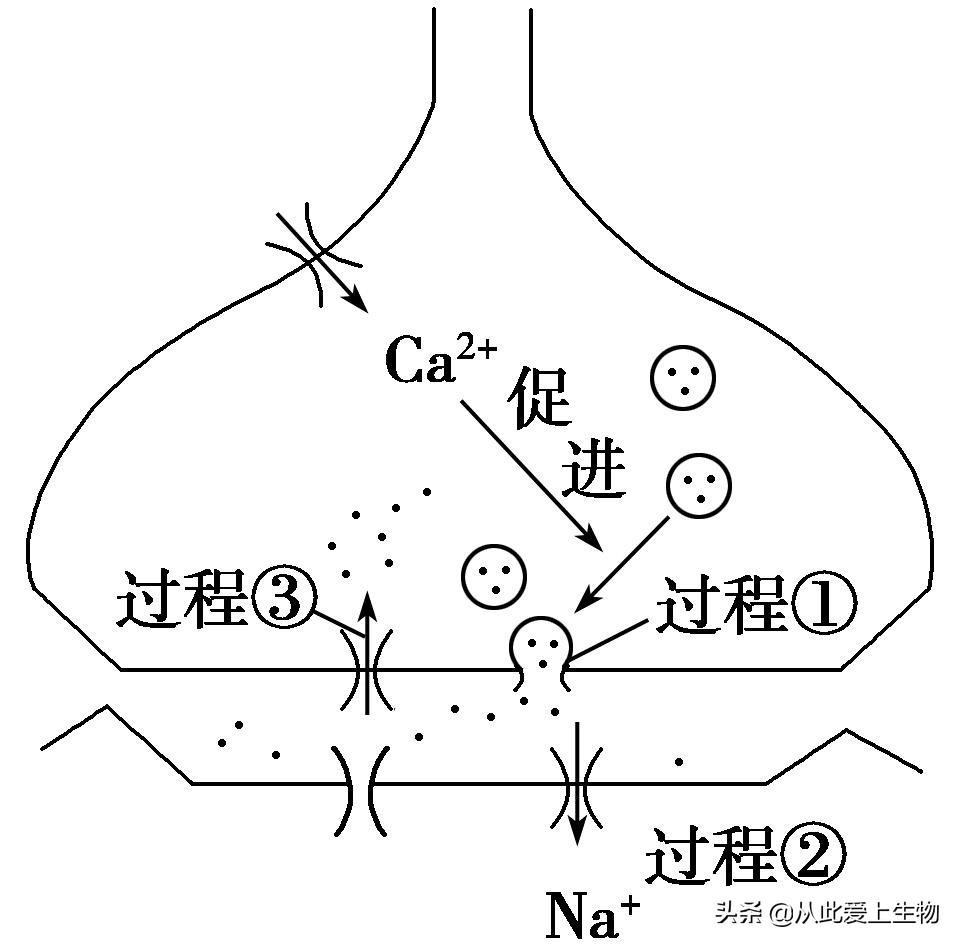 最新研究发现，乙酰胆碱的神秘面纱揭晓