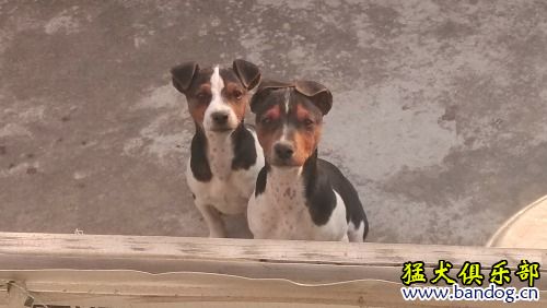 太仓犬最新出售信息，全面解读与深度探索