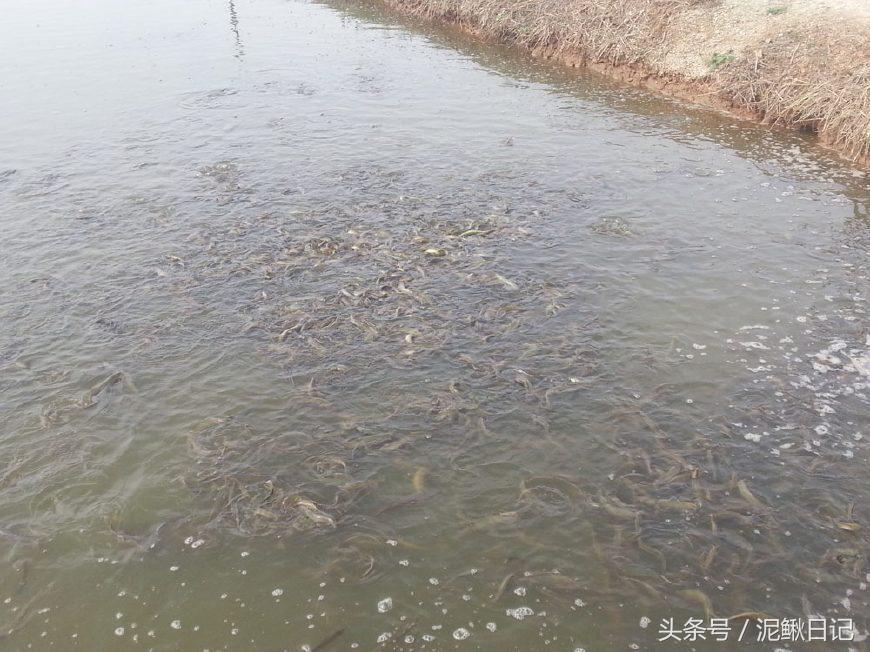 野生黄鳝最新价格行情分析